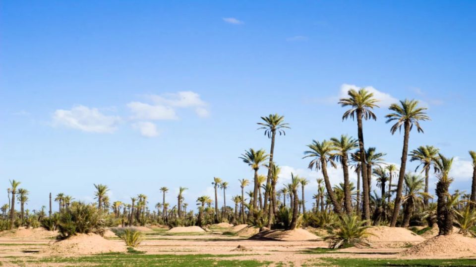 Marrakech: Private Transfer Between RAK Airport & Palmeraies - Transfer Experience Highlights