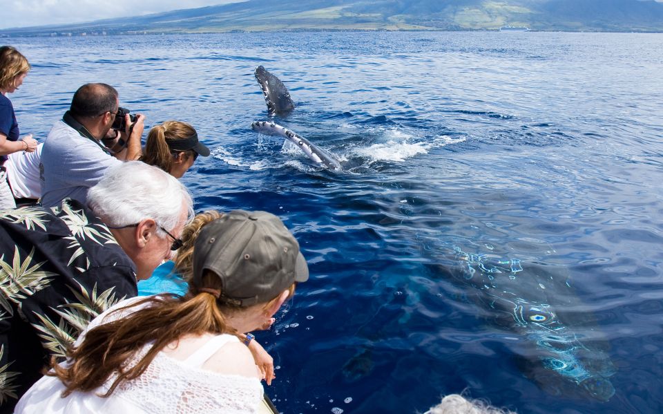 Maui: Eco-Friendly Whale Watching Tour From Ma'alaea Harbor - Whale Watching Experience and Highlights