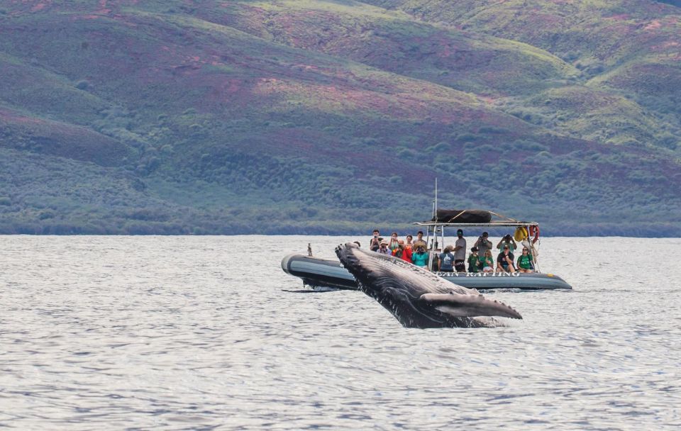 Maui: Guided Whale Watching Tour on Eco Raft - Booking Information