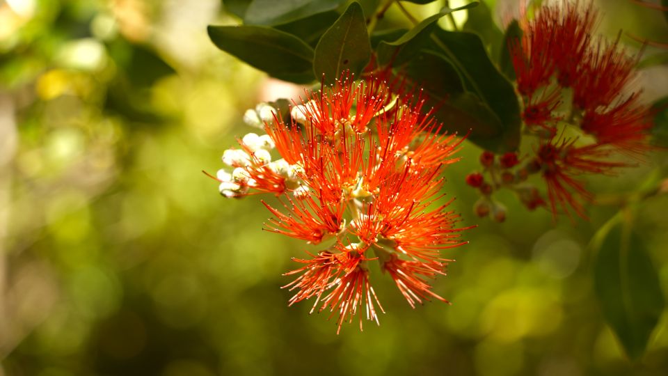 Maui: Honolua Ridgeline Informational Hike - Experience Highlights