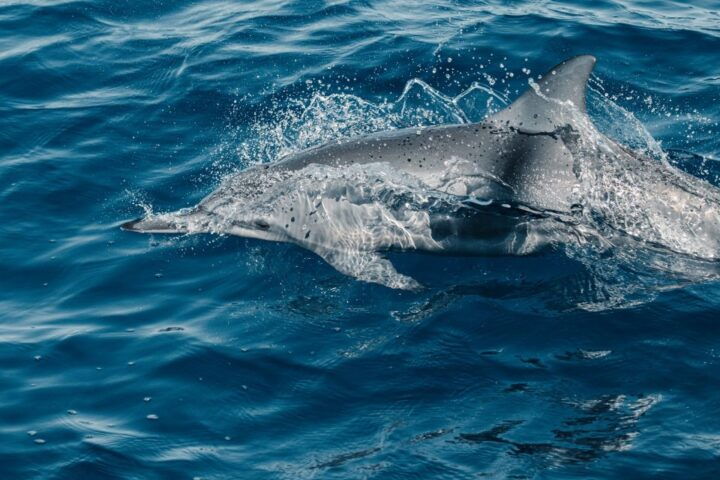 Maui: Ka'anapali Wild Dolphin Sail - Location Details