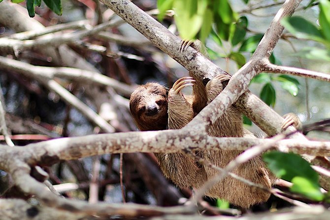 Mayan Jungle Canopy & Zip-line Tour, Monkey Business & West Bay Beach! - Port Pickup Details