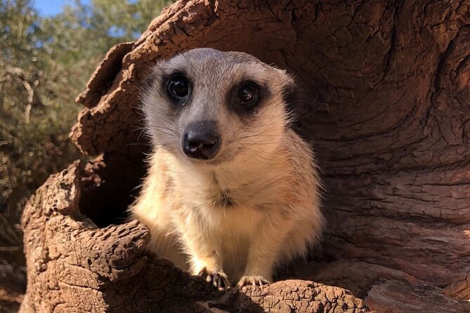 Meerkat Experience at Melbourne Zoo - Excl. Entry - Small-Group Tour Information