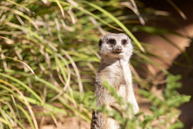 Meerkat Experience at Werribee Open Range Zoo - Excl. Entry - Inclusions