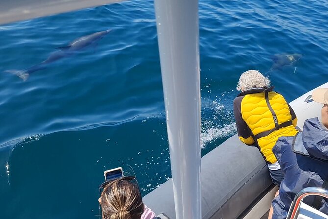 Meet the Lisbon Dolphins - Dolphin Watching in Lisbon - Traveler Experiences