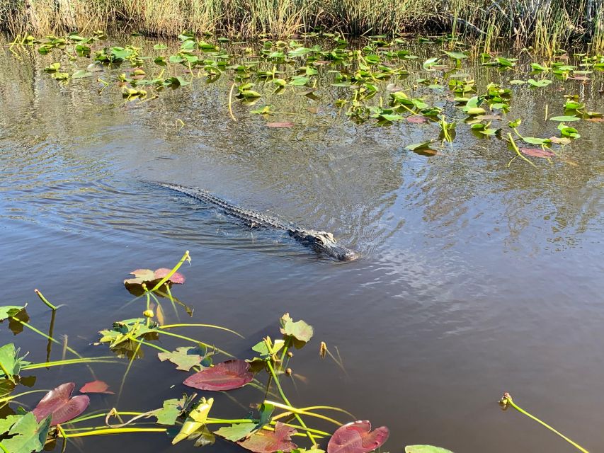 Miami South Beach: Everglades Airboat & Wildlife Experience - Tour Highlights