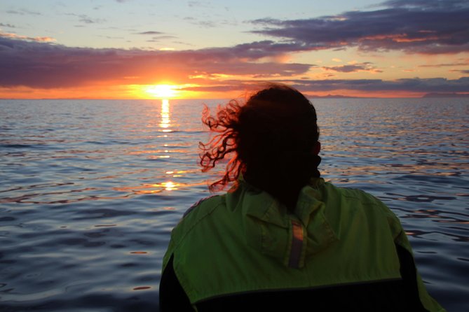 Midnight Sun Whale Watching From Reykjavik - What Marine Life Can You Spot?