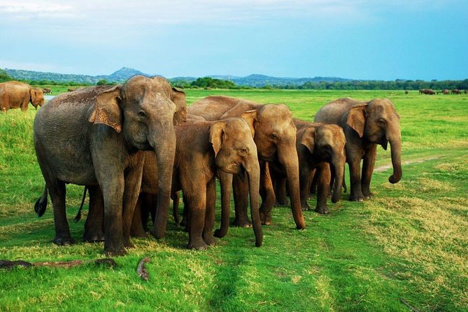 Minneriya Elephant Safari Wth Sigiriya & Dambulla Cave Temples Full Day Tour - Contact Information and Booking