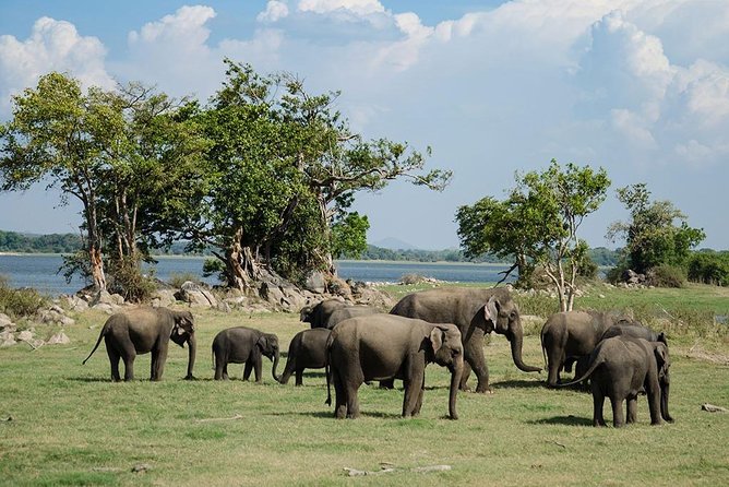 Minneriya National Park Private Safari - Overview of the Safari Experience