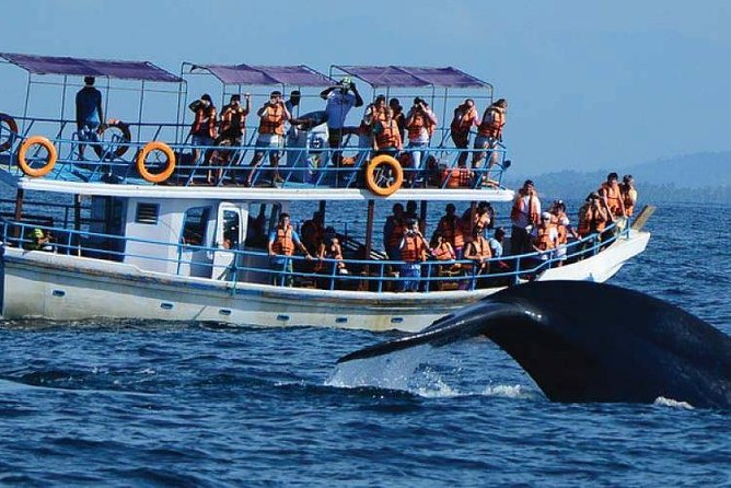 Mirissa Whale-Watching Boat Trip  - Galle - Boat Features