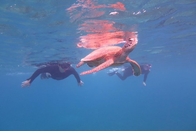 [Miyakojima Snorkel] Private Tour From 2 People Go to Meet Cute Sea Turtle - Additional Information