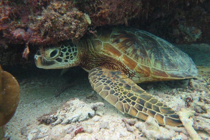 [Miyakojima Snorkel] Private Tour From 2 People Lets Look for Sea Turtles! Snorkel Tour That Can Be - Booking Information