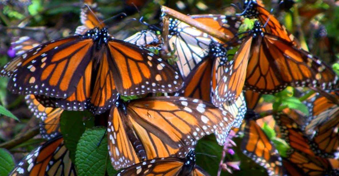 Monarch Butterfly: Biosphere Reserve and Xmas Town Town - Sierra Chincua Butterfly Sanctuary Visit