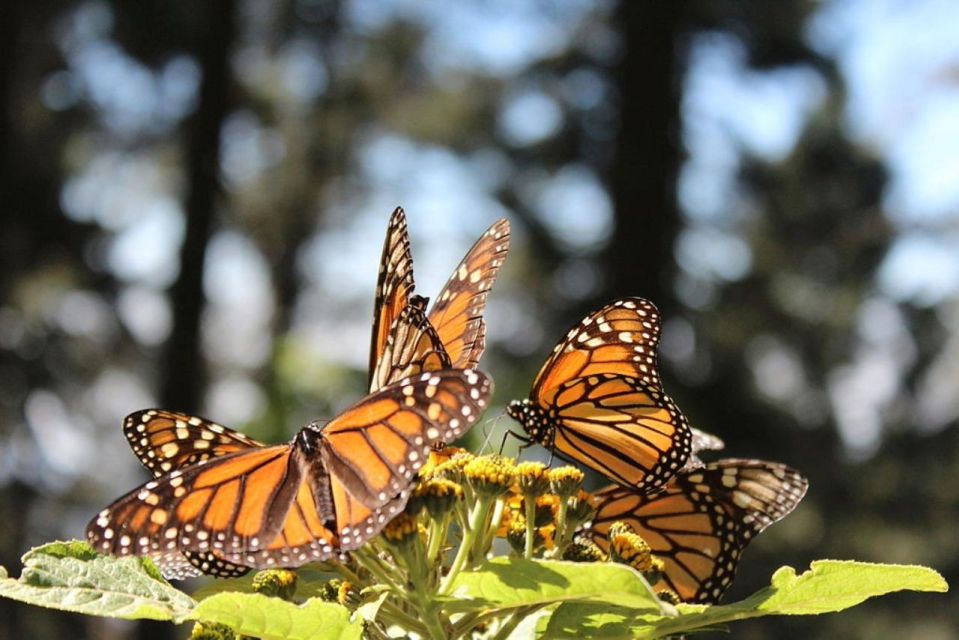 Monarch Butterfly Tour Mexico: Sierra Chincua & Angangueo - Inclusions