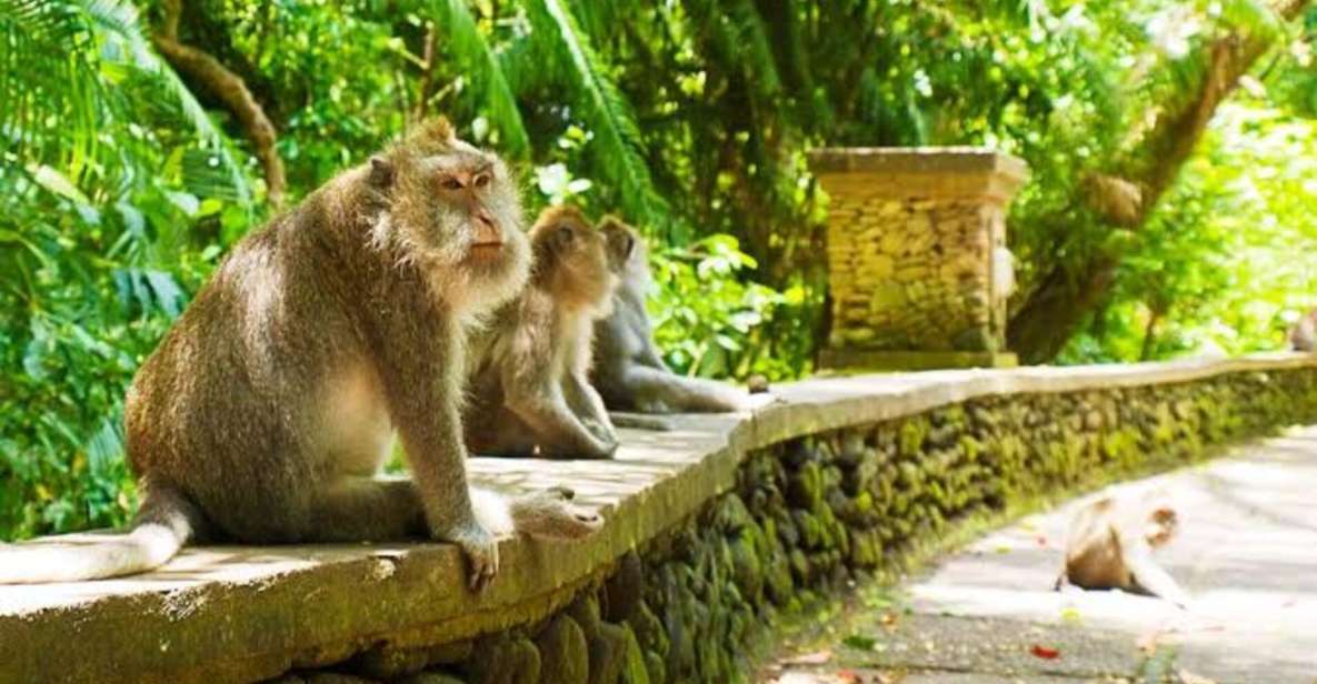 Monkey Forest, Rice Terrace, Water Temple,& Waterfall Tour - Monkey Forest Adventure