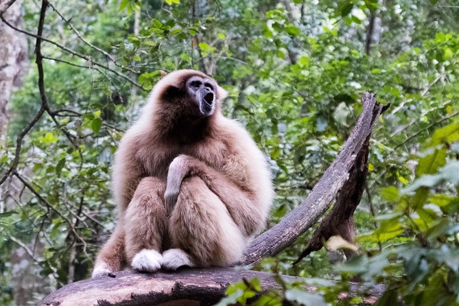 Monkeyland Guided Tour in Plettenberg Bay - Tour Highlights
