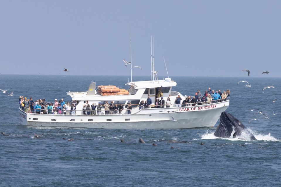 Monterey: Monterey Bay Dolphin and Whale Watching Boat Tour - Experience Highlights and Wildlife Spotting