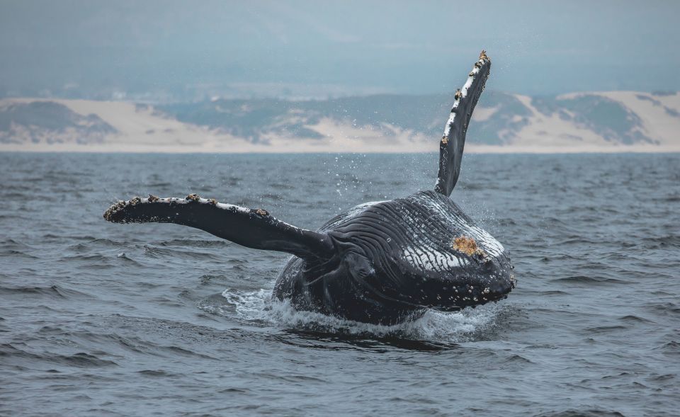 Monterey: Sunset Whale Watching Cruise With a Guide - Experience Highlights