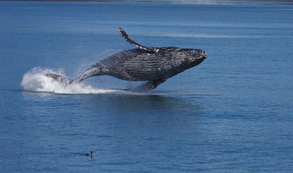 Monterey: Whale Watching Cruise - Experience Highlights