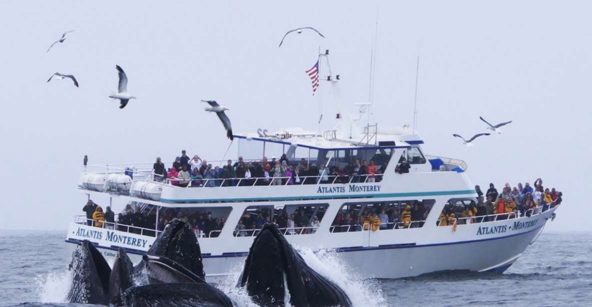 Monterey: Whale Watching Tour With a Marine Guide - Experience Highlights