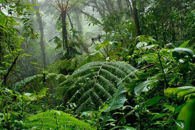 Monteverde Cloud Forest and Hanging Bridges in Selvatura Tour From San Jose - Recommended Packing List and Tips