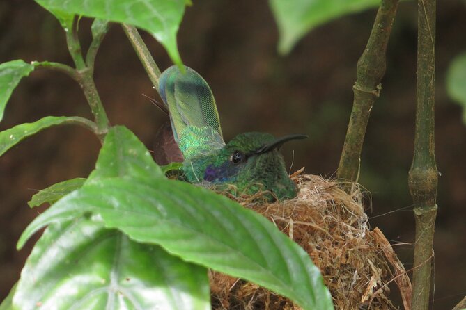 Monteverde Small-Group Halfday Birdwatching Tour - Meeting and Pickup Details