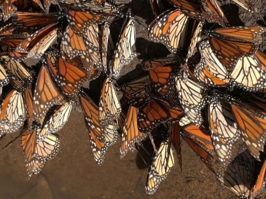 Morelia: Monarch Butterfly Tour - Tour Description