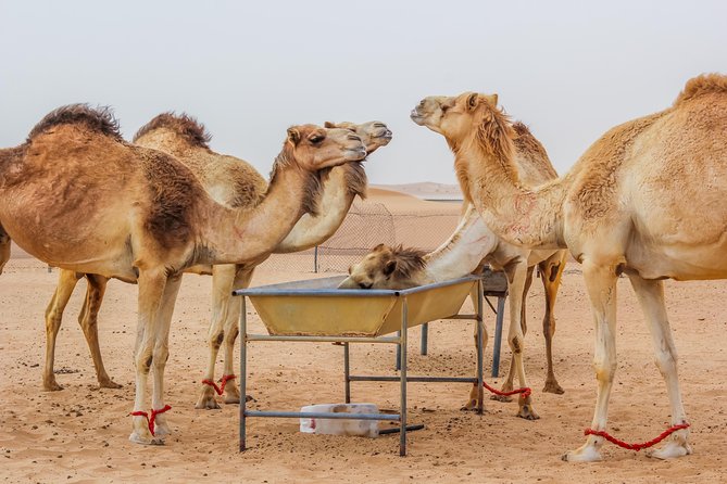 Morning Dubai Desert Safari With Camel Ride & Sand Boarding - Cancellation Policy