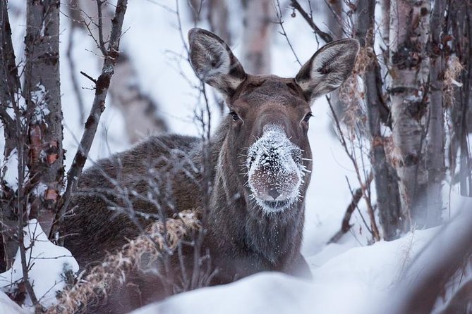 Morning Hike in Abisko National Park - Scenic Views Along the Route