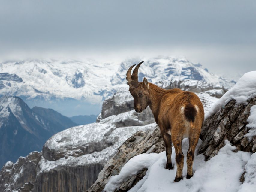 Mount Pilatus (Private Tour) - Activity Details