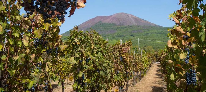 Mount Vesuvius Tour Plus Winery Lunch  - Sorrento - Booking Information