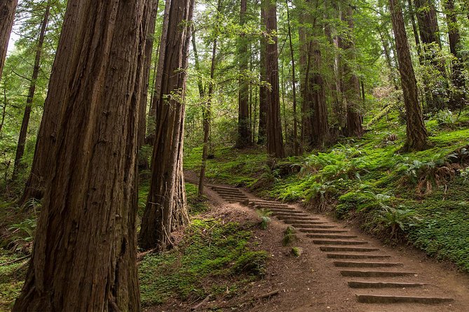 Muir Woods & Sausalito Half-Day Tour (Return by Bus or Ferry From Sausalito) - Return Details and Extras