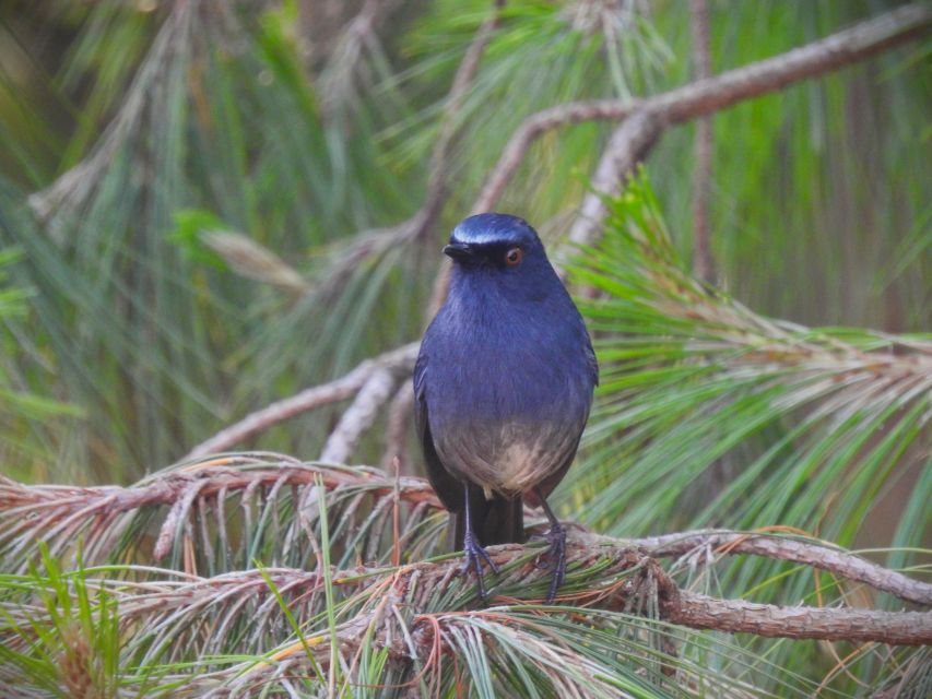 Munnar Birding and Bird Photography Trip - Photography Tips