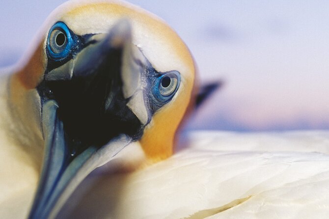 Muriwai Scenic Gannet & Wine Experience Incl. Lunch - Day Tour From Auckland - Itinerary Details