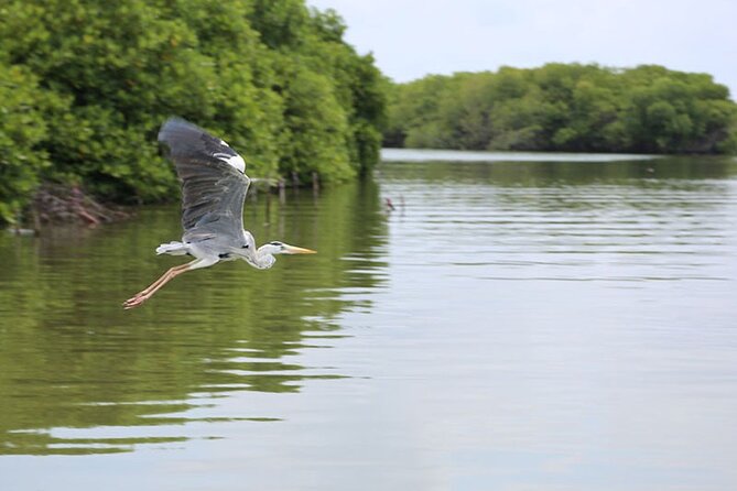 Muthurajawela Bird Watching Tour From Negombo / Colombo - Inclusions and Services Provided