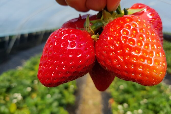 Nami Island & Strawberry Picking and Jam Making & Railbike - Inclusions