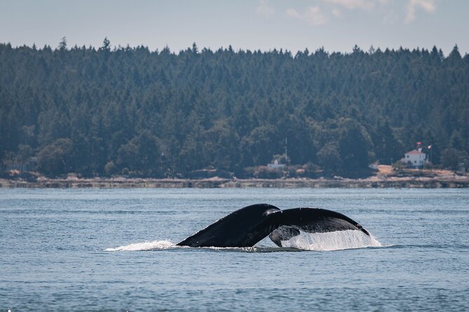 Nanaimo Whale Watching in a Semi-Covered Boat - Experience Overview