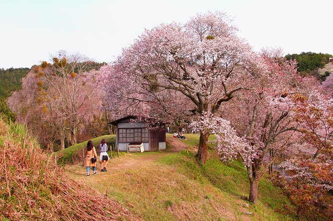 Nara Custom Full Day Tour - Inclusions in the Tour Package