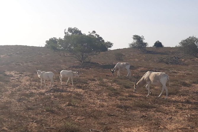 National Park Visit Souss Massa (Endangered Animals) - Rare Animal Spotting Opportunities