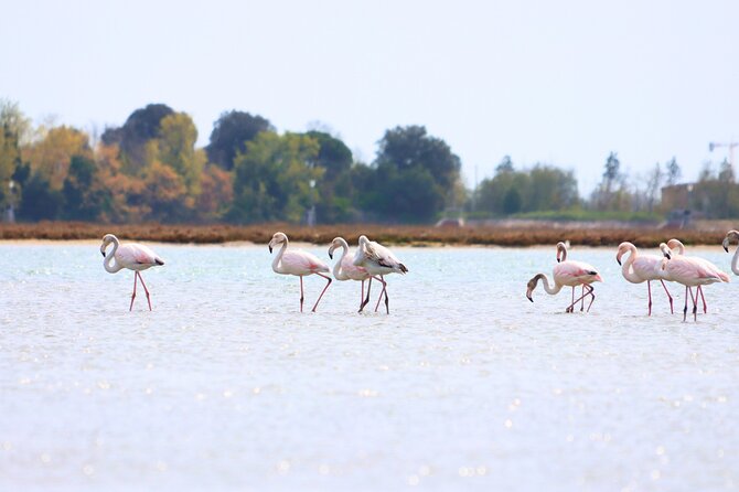 Naturalistic Kayak Class in Venice: Basic Training in the Lagoon - Cancellation Policy