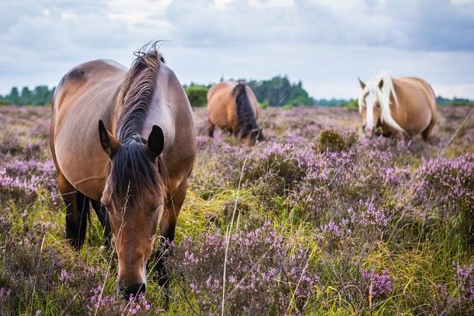 New Forest Day Out Private Tour From Southampton - Logistics and Services
