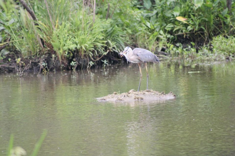 New Orleans: 10 Passenger Airboat Swamp Tour - Experience Highlights