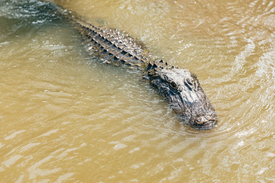 New Orleans: High Speed 9 Passenger Airboat Tour - Live English-speaking Tour Guide