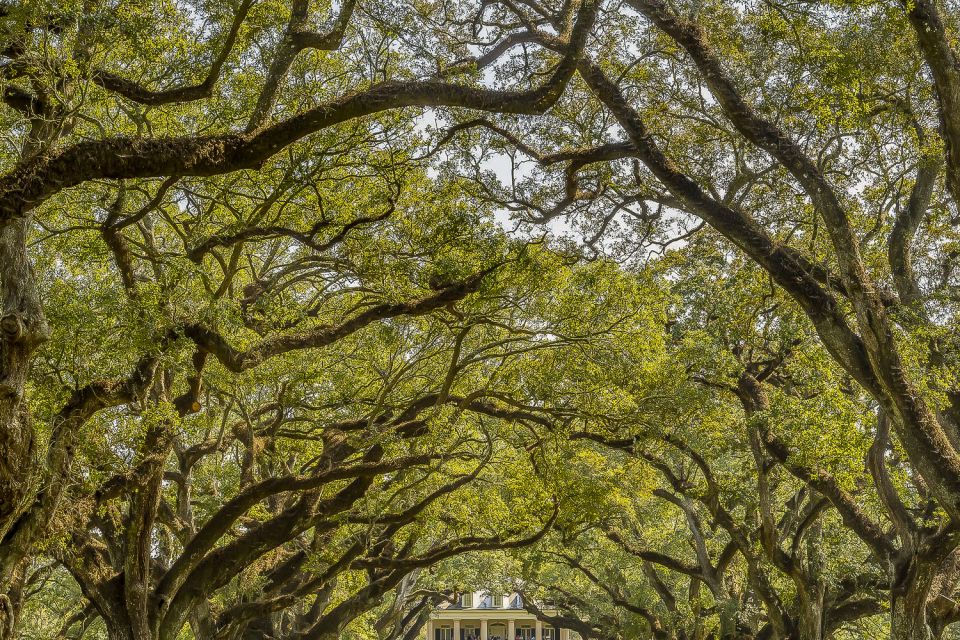 New Orleans: Oak Alley Plantation & Swamp Cruise Day Trip - Booking Information