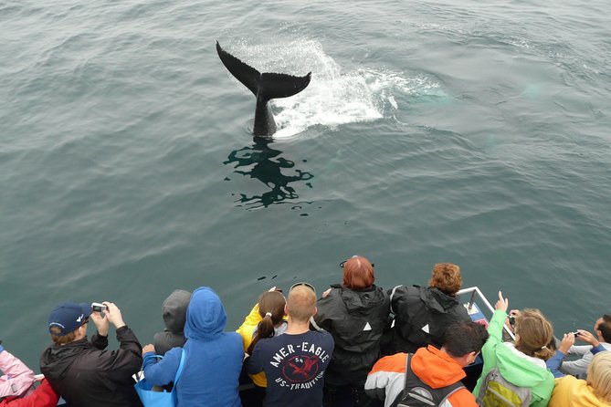 Newfoundland Puffin and Whale Watch Cruise - Logistics and Policies