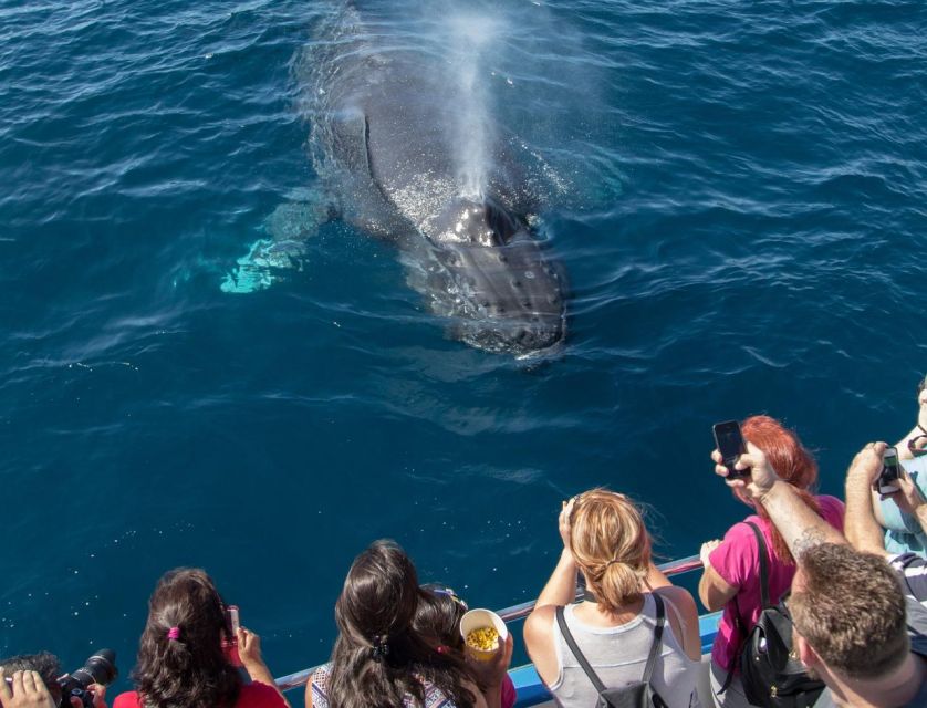 Newport Beach: Luxury Whale Watching Catamaran Cruise - Catamaran Experience Highlights
