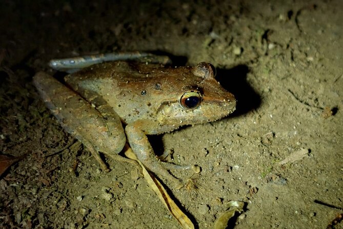 Night Walking Tour in Monteverde Wildlife Refuge - Guided Night Exploration