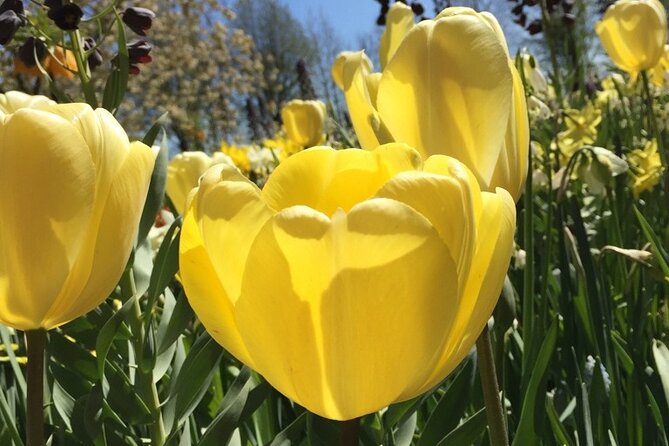 Noord Hollands Private Tulip Tour - Pricing and Inclusions