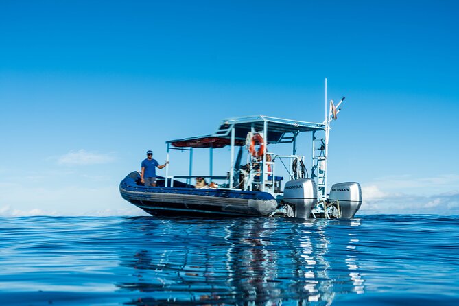 Oahu: 3 Hour Dolphin Swim and Snorkeling Speedboat Tour - Important Reminders