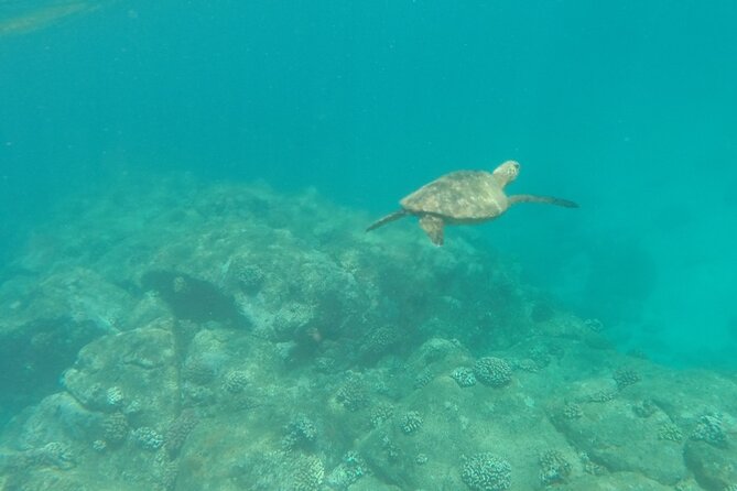 Oahu North Shore Small-Group Stand-Up Paddleboard Turtle Tour - Meeting and Pickup Details
